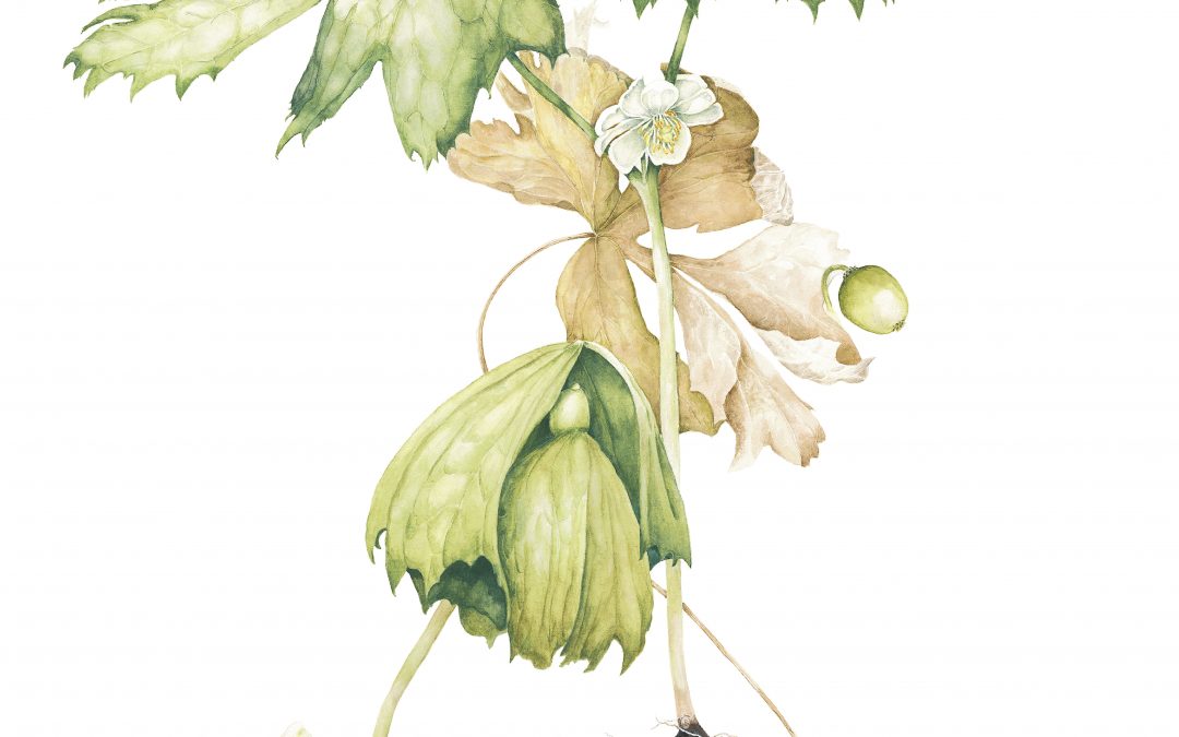 Contemporary Botanicals